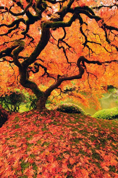 درخت نارنجی ژاپنی زیبا درخشان با رنگ در پاییز تصویر عمودی