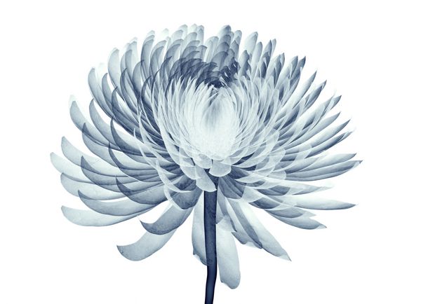 تصویر اشعه ایکس از گل جدا شده بر روی سفید Pompon گل داودی 3D