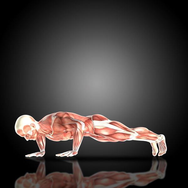 رندر 3D از بدنساز بدن پزشکی با نقشه عضلانی در فشار دادن مطرح با خم شدن سلاح