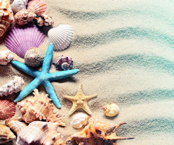 Seashells در ساحل شن و ماسه تابستان