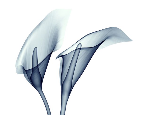 تصویر اشعه ایکس از یک گل جدا شده بر روی سفید تصویر 3D کلا لیلی
