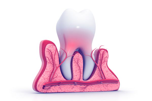 دندان انسان 3d رندر