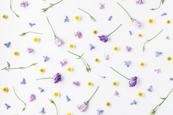ترکیب گل ها الگوی از گل های رنگارنگ مختلف در پس زمینه سفید عید پاک بهار مفهوم تابستان تختخواب نمای بالا