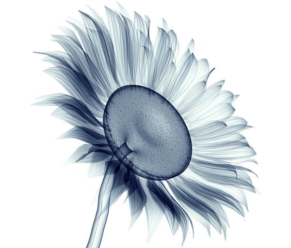 تصویر اشعه ایکس یک گل جدا شده بر روی سفید تصویر 3d آفتابگردان
