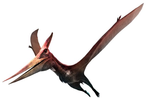 تصویر Pteranodon 3D