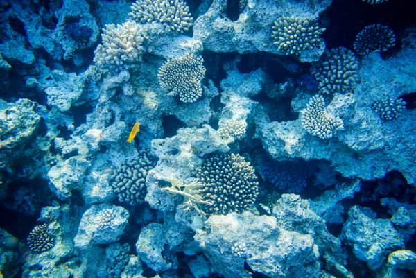 صخره های مرجانی زیبا و متنوع با ماهی های دریای سرخ در مصر تیراندازی زیر آب