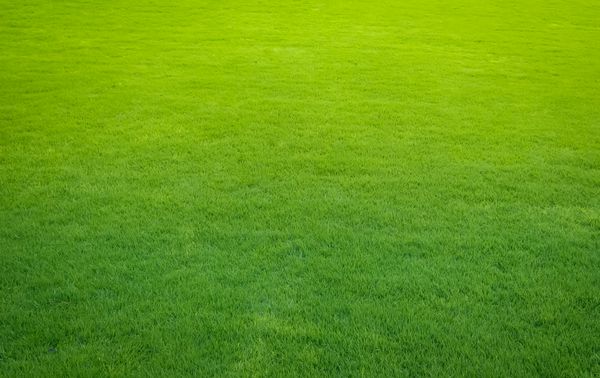 چمن سبز حیاط پشتی برای پس زمینه