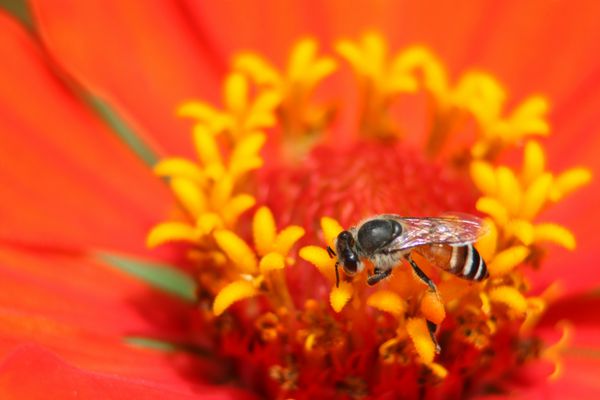 زنبور عسل روی گل رنگارنگ بستن