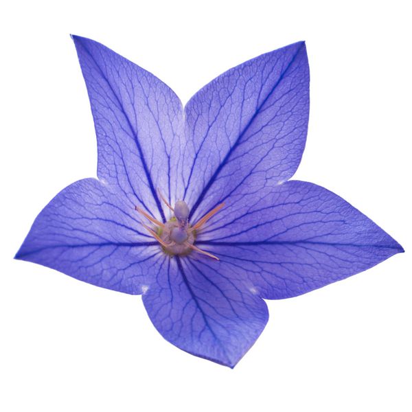 Campanula گل آبی جدا شده بر روی زمینه سفید