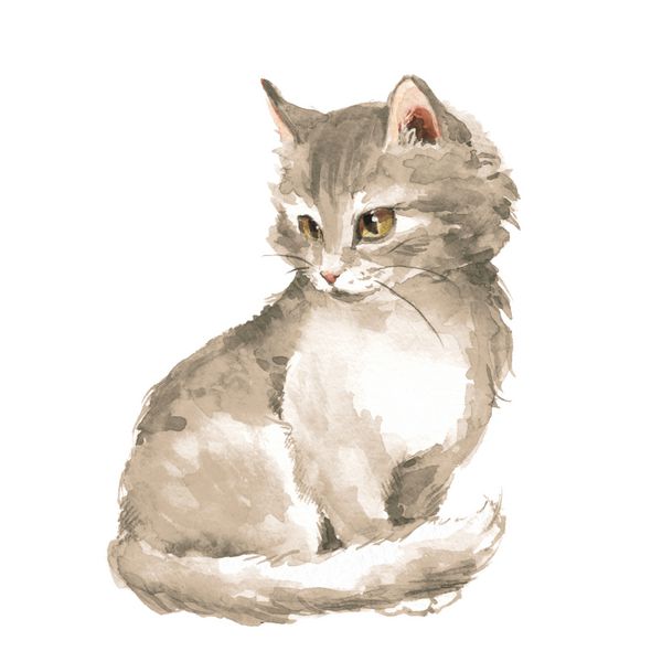 گربه 1 بچه گربه کرکی خاکستری جدا شده بر روی سفید نقاشی آبرنگ