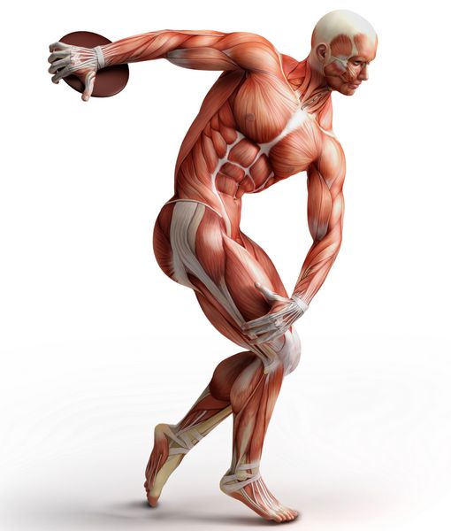 آناتومی عضلات؛ تصویر 3D