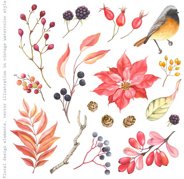 مجموعه ای از عناصر گل طراحی پرنده ردستارت گل Poinsettia Blackberry Barberry Rose Hips مخروط کاج برگ و شاخه های پاییز تصویر برداری در سبک پرنعمت