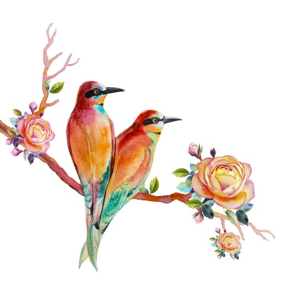 تصویر نقاشی آبرنگ واقع گرایانه رنگارنگ پرنده دوست داشتنی و بر روی زمینه سفید