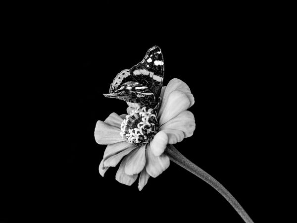 زینیا ظریف شکوفه گل در پس زمینه سیاه و سفید پروانه نقاشی بانوی تغذیه در شکوفه پرتقال zinnia ترکیب سفید و سفید