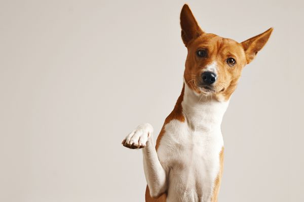 سگ دوستانه basenji هوشمند به پا خود را نزدیک جدا شده بر روی سفید است