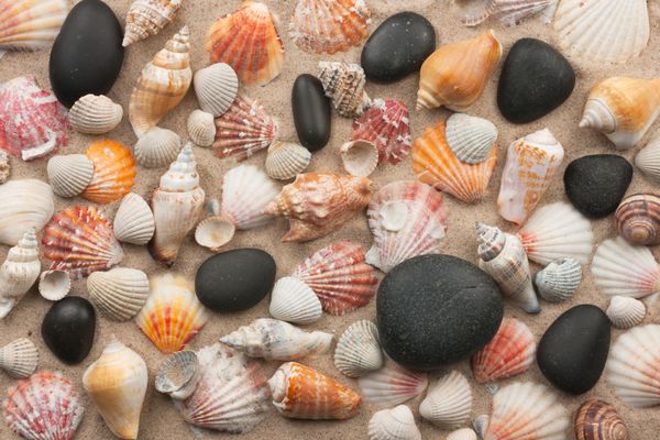 مخلوط زیبا از سنگ های سیاه و seashells در شن و ماسه نمایش از بالا
