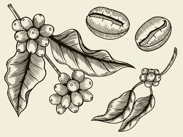 شاخه قهوه گیاه با برگ توت میوه بذر نوشیدنی طبیعی کافئین بردار بروشور گلدار بر روی زمینه سفید برای فروشگاه