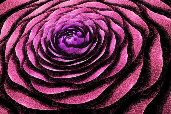 چکیده رز گل با گلبرگ بافت طراحی فانتزی فراکتال در رنگ های صورتی و بنفش هنر دیجیتال روانگردان رندر 3D