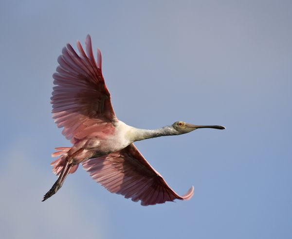 Spoonbill را در پرواز در برابر یک آسمان نیمه ابری