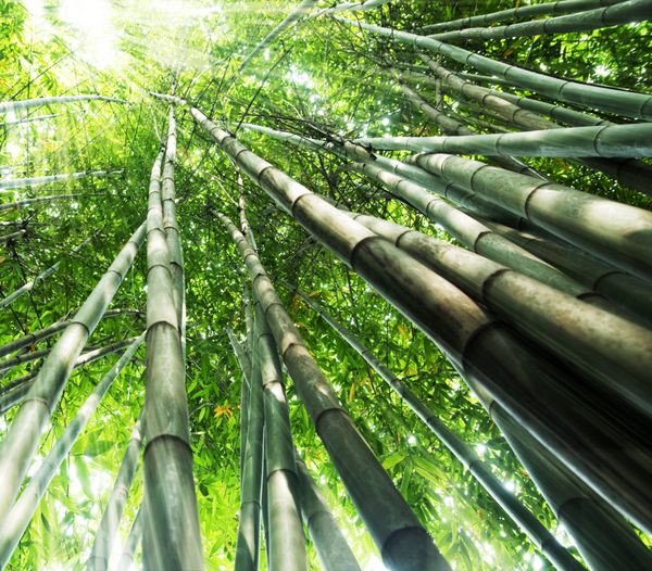 جنگل بامبو با نور خورشید صبح