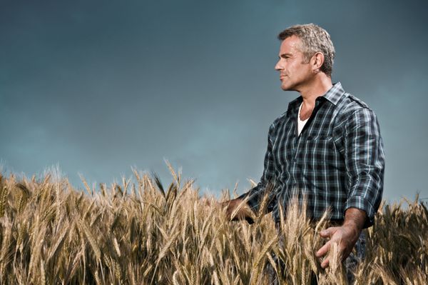 کشاورز بالغ با رضایتمندی در مزرعه کشتشده خود و پس از روز کاری آسمان دوری از گندم مراقبت می کند