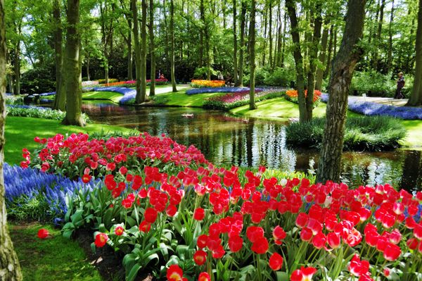 گل های رنگارنگ و شکوفه در Keukenhof باغ بهار هلندی Lisse هلند