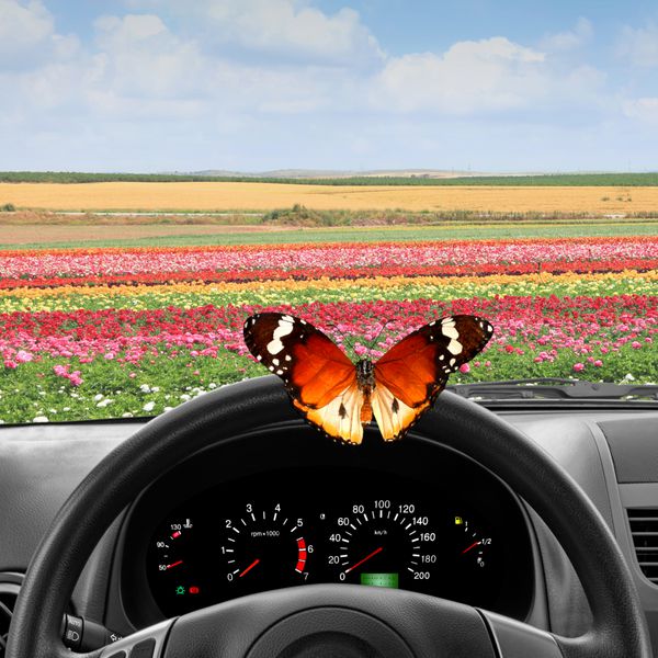 چرخ فرمان با پروانه و داشبورد ماشین با منظره از طریق شیشه جلوی چشم انداز زیبا از گل های رنگارنگ گل باغ Buttercups