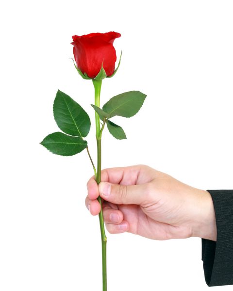 گل رز قرمز در دست جدا شده بر روی زمینه سفید
