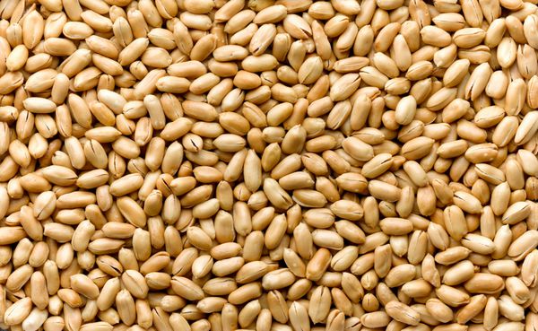 پروتئین خود را با خوردن بادام زمینی افزایش دهید