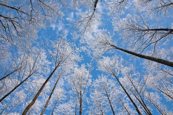 درختان زیتون درختان برف پیچیده شده در برابر آسمان آبی با برخی از ابرهای سبک