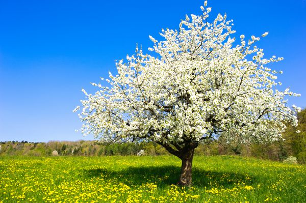 درخت تنها شکوفه در بهار در مزرعه روستایی