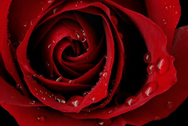 تصویر ماکرو از گل رز قرمز تیره با قطرات آب افراطی نزدیک با کم عمق