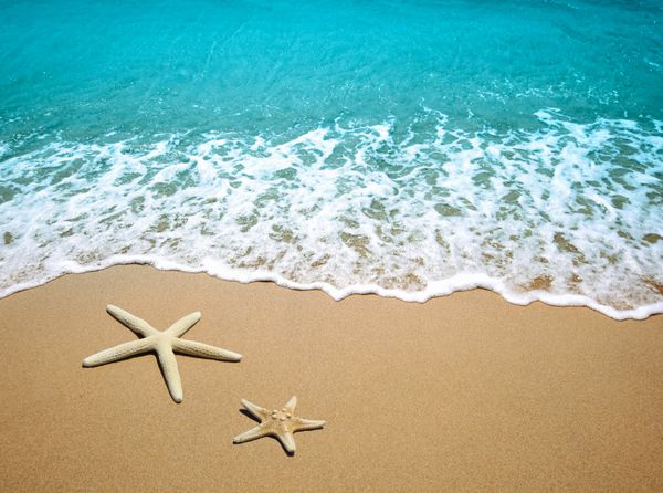 ستاره دریایی در شن و ماسه ساحل