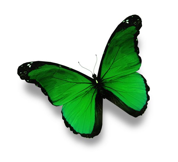 پروانه سبز جدا شده بر روی سفید