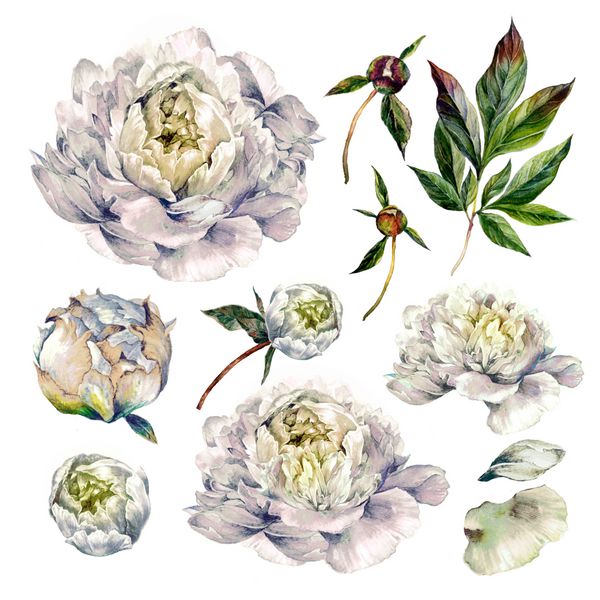مجموعه آبرنگی از پیوندهای سفید بوته ها گلبرگ ها و گلها جدا شده روی سفید تصویر گیاه شناسی در سبک فهرست DIY مجموعه ای برای طراحی عروسی