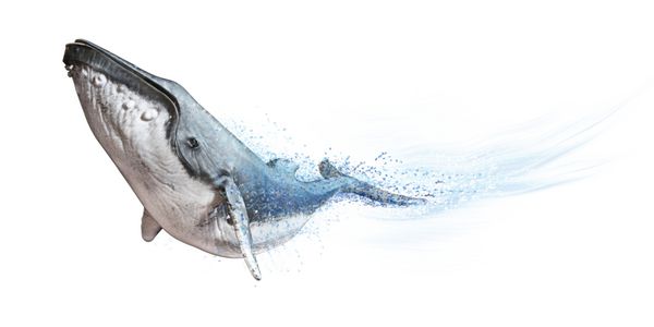 نهنگ قورباغه بر روی زمینه سفید پراکندگی موج اثر انتزاعی 3d رندر