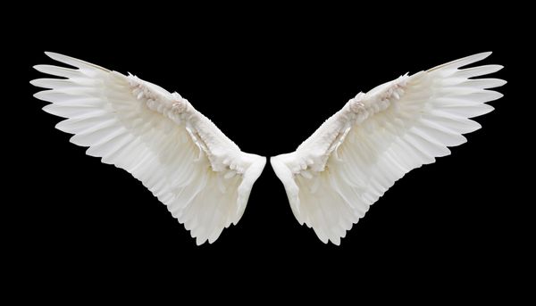 بال فرشته در پس زمینه سیاه و سفید با جدا شدن بخش جدا شده است