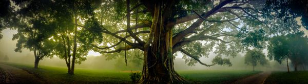درخت زندگی شگفت انگیز درخت Banyan در مه چشم انداز صبحگاهی خلاق تاری و تمرکز نرم
