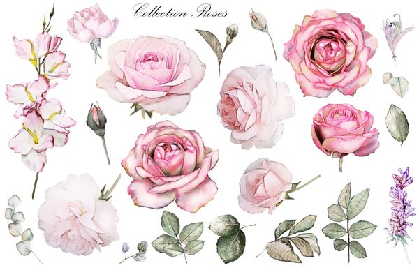 تنظیم عناصر آبرنگ گل رز مجموعه باغ و گل های وحشی برگ شاخه تصویر گل جدا شده بر روی زمینه سفید اکالیپتوس جوانه گل رز