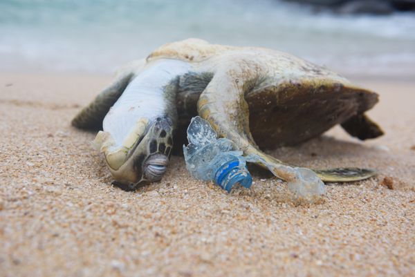 لاک پشت مرده و بطری های پلاستیکی زباله از اقیانوس در ساحل