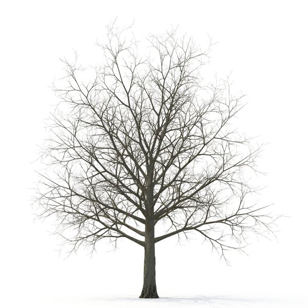 درخت جنگل افرا جدا شده بر روی سفید تصویر 3D