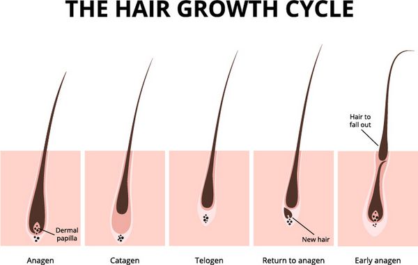فاز رشد مو نمودار آناتومی موی انسان