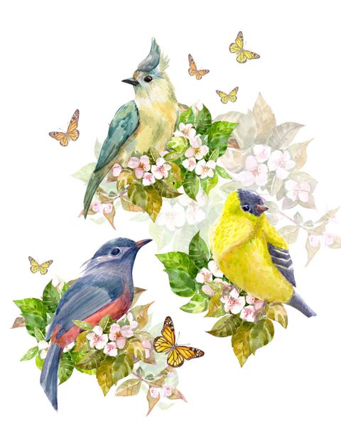 مجموعه زیبا از پرندگان بر شکوفه سیب و پروانه ها نقاشی آبرنگ