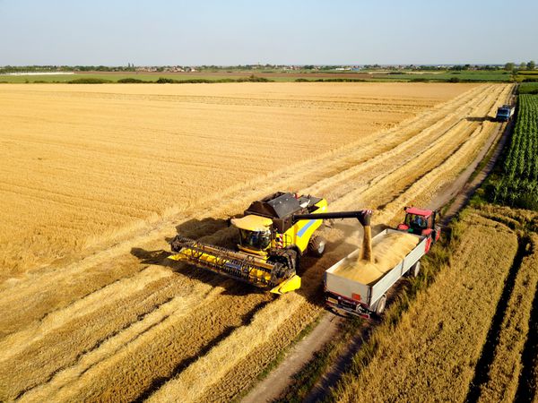 تریلر بارگیری هاروستر با گندم شلیک هوایی از کشاورزان در زمینه گندم با ماشین آلات کار می کنند