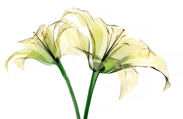 گل شیشه ای جدا شده بر روی زمینه سفید گل لیلی تصویر 3D