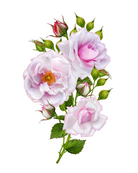 تنظیم گل از گل رز صورتی گل زیبا در ساقه منحنی طولانی جدا شده بر روی زمینه سفید