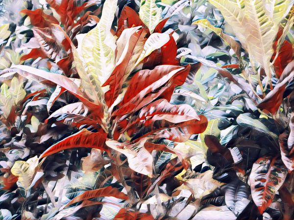 برگ گیاه گرمسیری در گلدان تصویر دیجیتال عجیب و غریب گل گرمسیری در باغ عجیب و غریب گیاه گرمسیری Potted فلور جنگل جنگل تزئینات طبیعی قرمز سبز نقاشی رنگ قرمز