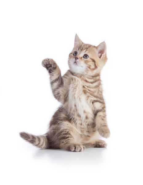 بچه گربه یا گربه ایستاده با نوک انگشت اشاره جدا شده بر روی سفید