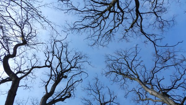 درختان بدون برگ با آسمان آبی به عنوان پس زمینه