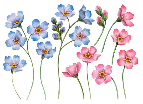 مجموعه ای از گل های آبرنگ دست کشیده شده از آبی و صورتی فراموش نشدنی عناصر گل برای تبریک و کارت دعوت جدا شده بر روی زمینه سفید